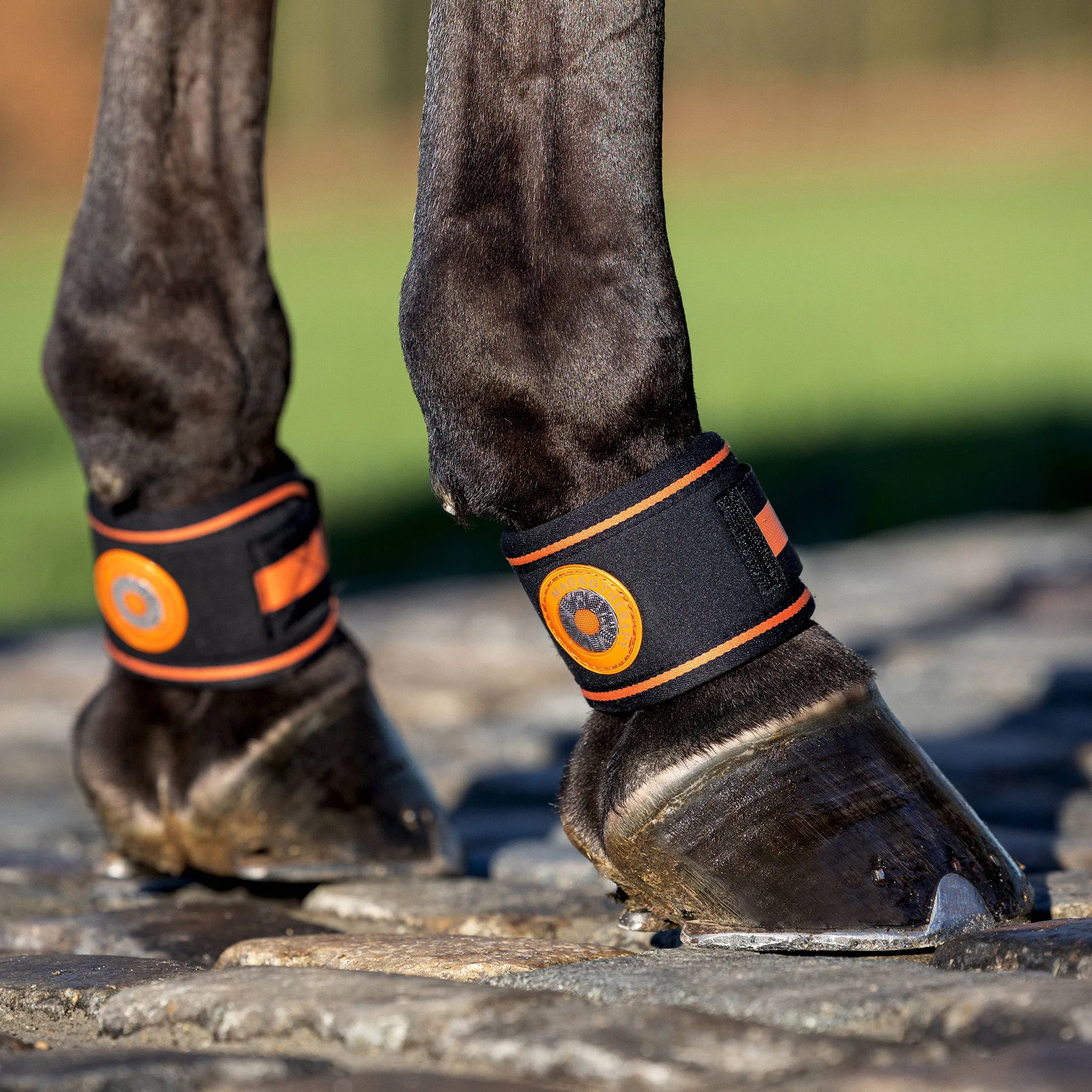 Lemieux Magno Pastern Wrap
